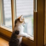 wooden windows