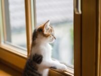 wooden windows