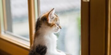 wooden windows