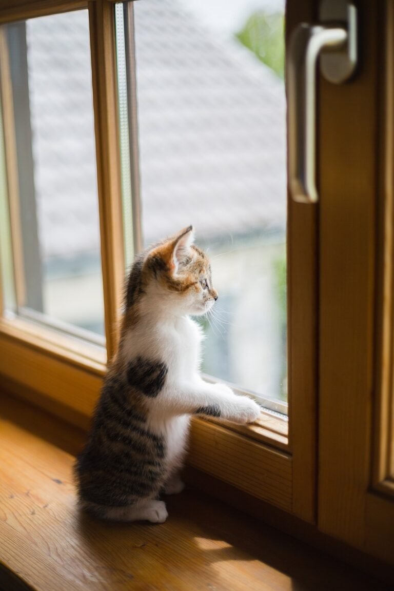 wooden windows