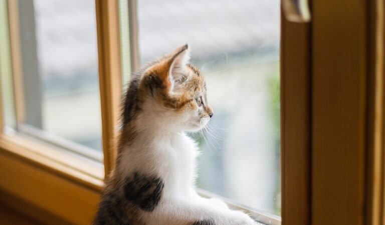 How to Seal Windows for Winter Without Caulk (Because You’re Cold and Caulkless)