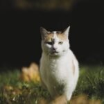 cat,, domestic cat