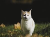 cat,, domestic cat