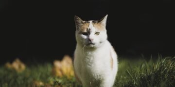 cat,, domestic cat