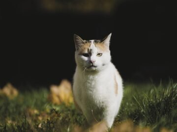 cat,, domestic cat
