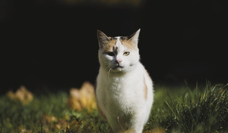 What Does It Mean When Cats Chirp at Birds? (No, They’re Not Speaking Sparrow)