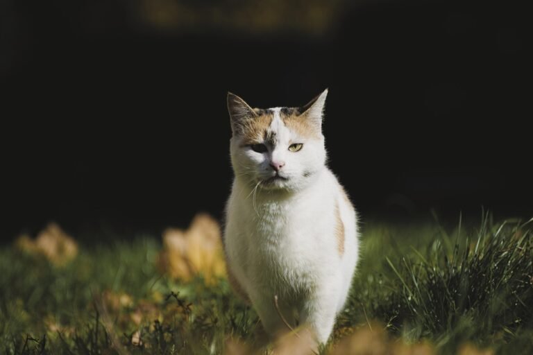 cat,, domestic cat