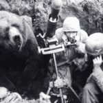 bear