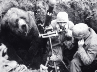 bear