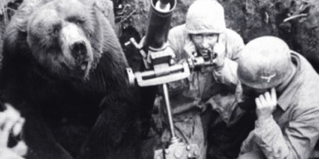 bear