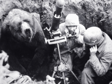 bear