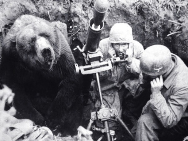 bear