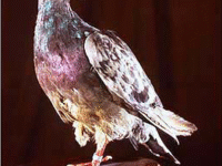 bird