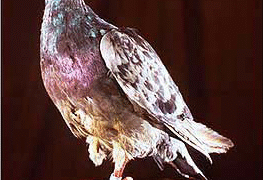 bird
