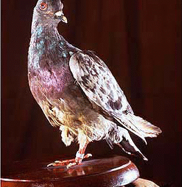 bird