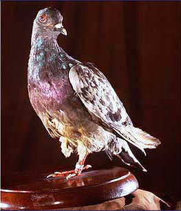 bird