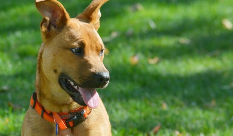 How I Taught My Dog to Use a Bell (Instead of Barking) in 5 Days