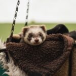 white and black ferret in the bag