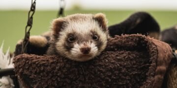 white and black ferret in the bag