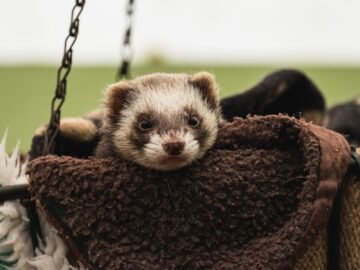 white and black ferret in the bag