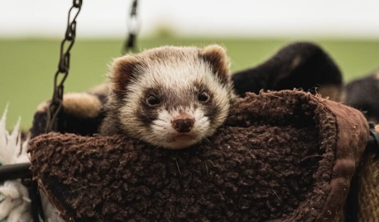 Safest Indoor Plants for Households with Ferrets (No Vet Trips Required)