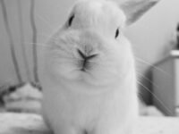 rabbit