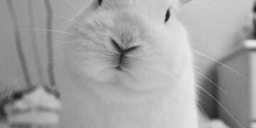 rabbit