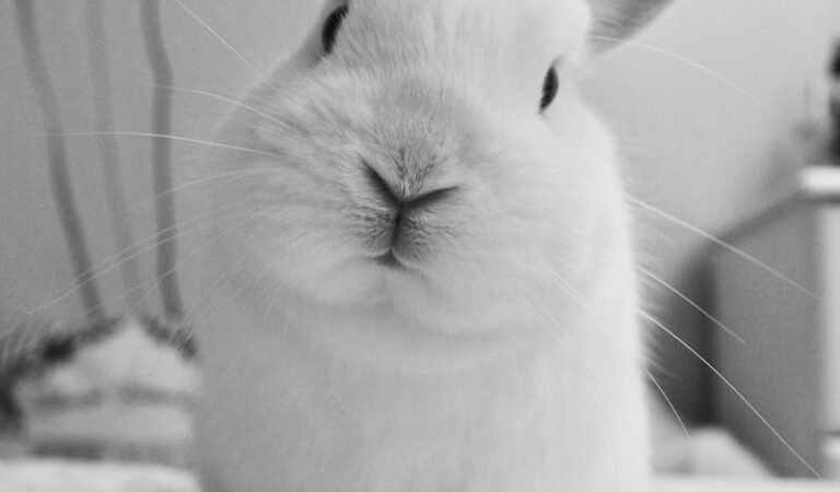 DIY Rabbit Toys Using Toilet Paper Rolls (Cheap Fun for Your Bunny Buddy!) DIY Rabbit Toys Using Toilet Paper Rolls (Cheap Fun for Your Bunny Buddy!)