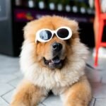 long-coated brown dog