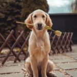 yellow Labrador retriever