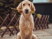 yellow Labrador retriever