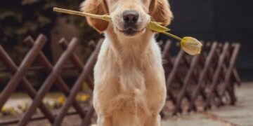 yellow Labrador retriever