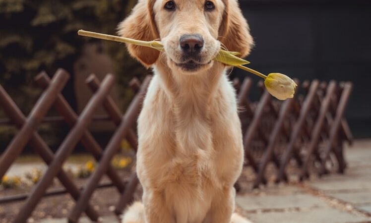 Best Dog Food for Itchy Skin and Gas (Yes, We’re Talking About Farts AND Flaky Fur)