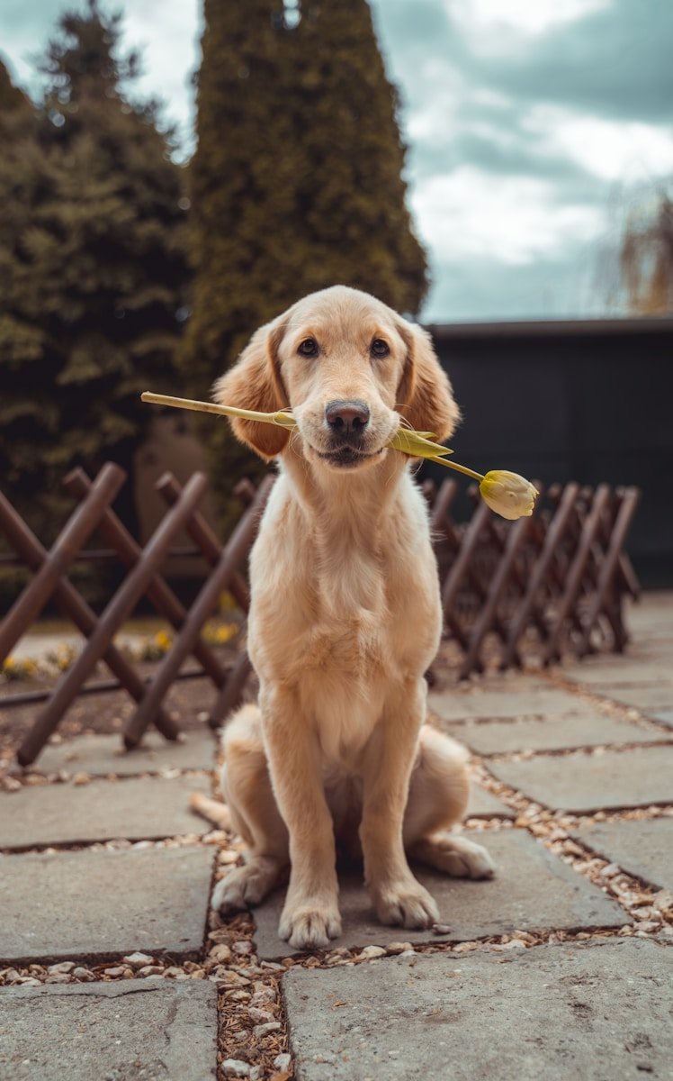 yellow Labrador retriever